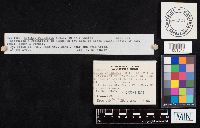 Chalciporus piperatus image