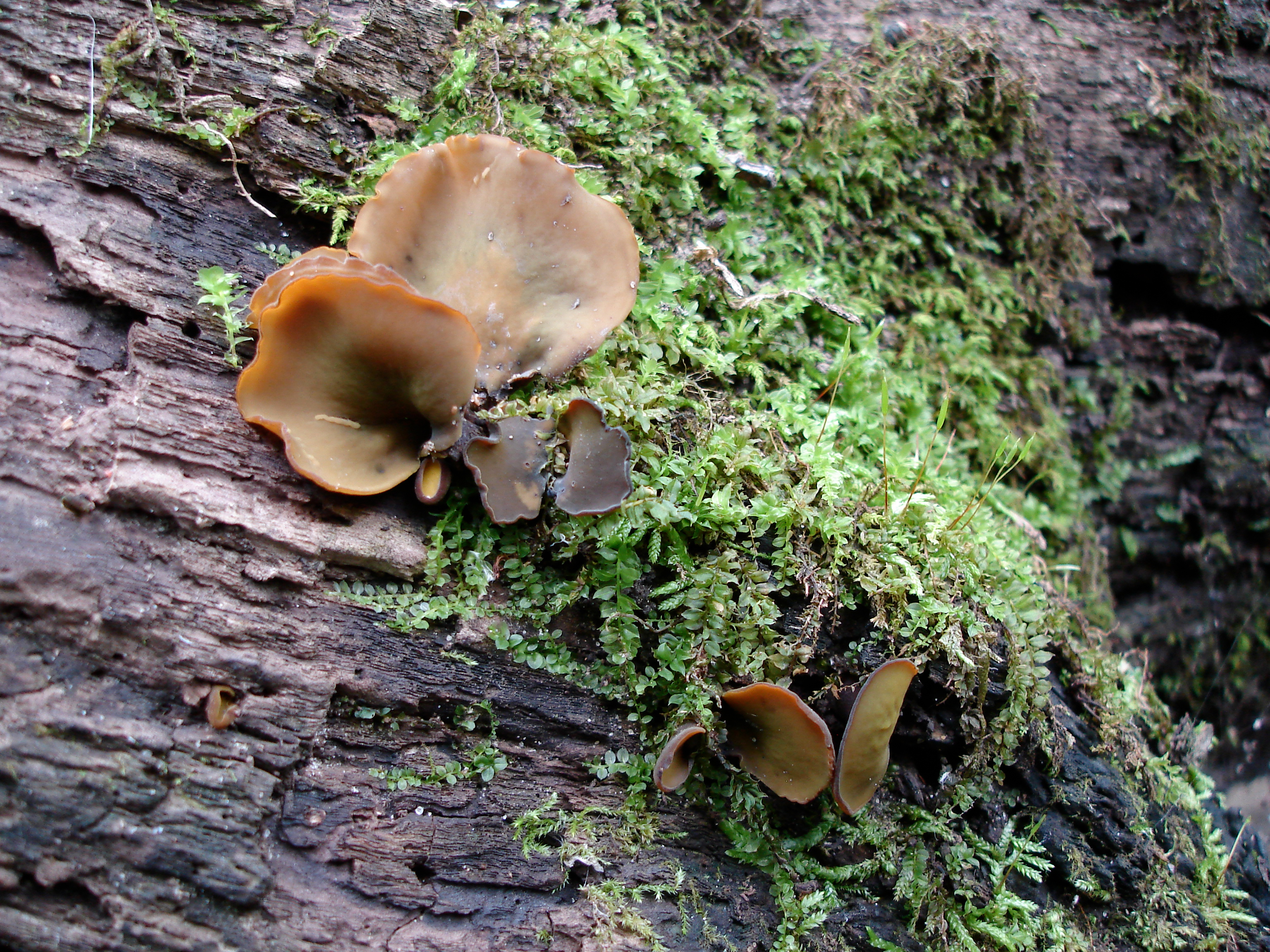 Chlorencoelia versiformis image