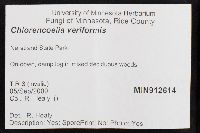 Chlorencoelia versiformis image