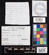 Chlorencoelia versiformis image