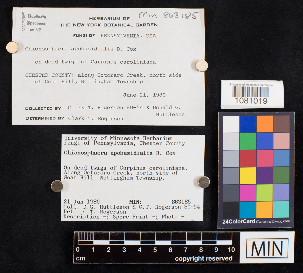 Chionosphaeraceae image