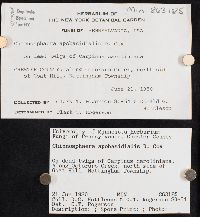 Chionosphaera apobasidialis image
