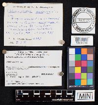 Chionosphaera apobasidialis image