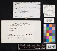 Cheimonophyllum candidissimum image