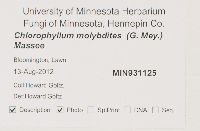 Chlorophyllum molybdites image