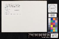 Chlorophyllum molybdites image