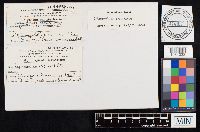 Chlorophyllum molybdites image