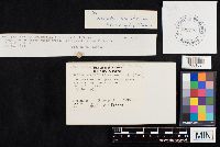 Chlorophyllum molybdites image