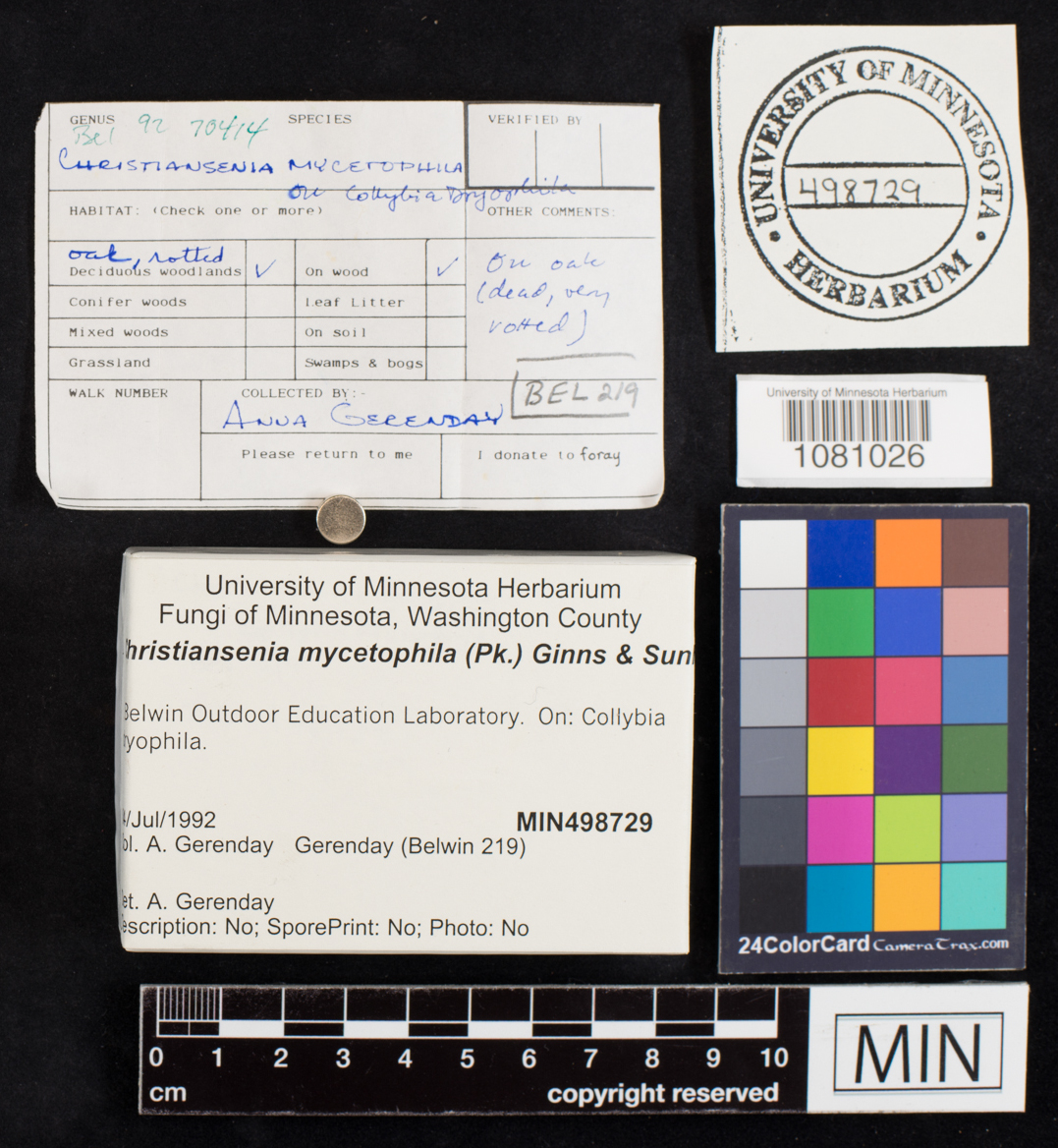 Carcinomycetaceae image