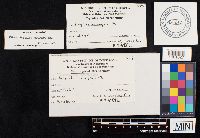 Chlorophyllum molybdites image