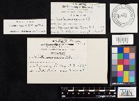 Chlorophyllum molybdites image