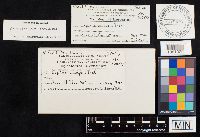 Chlorophyllum molybdites image