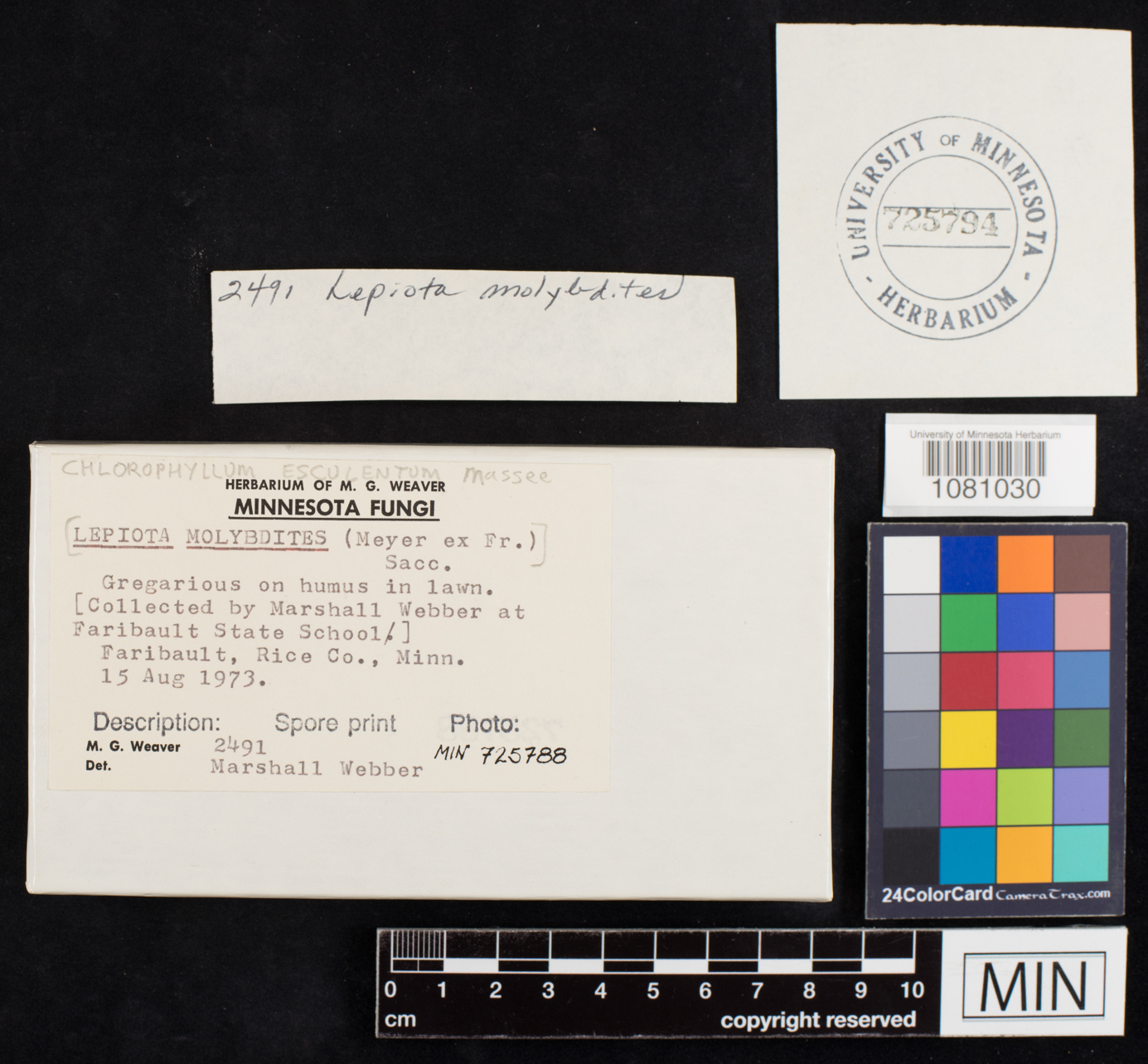 Chlorophyllum molybdites image