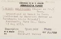 Chlorophyllum molybdites image