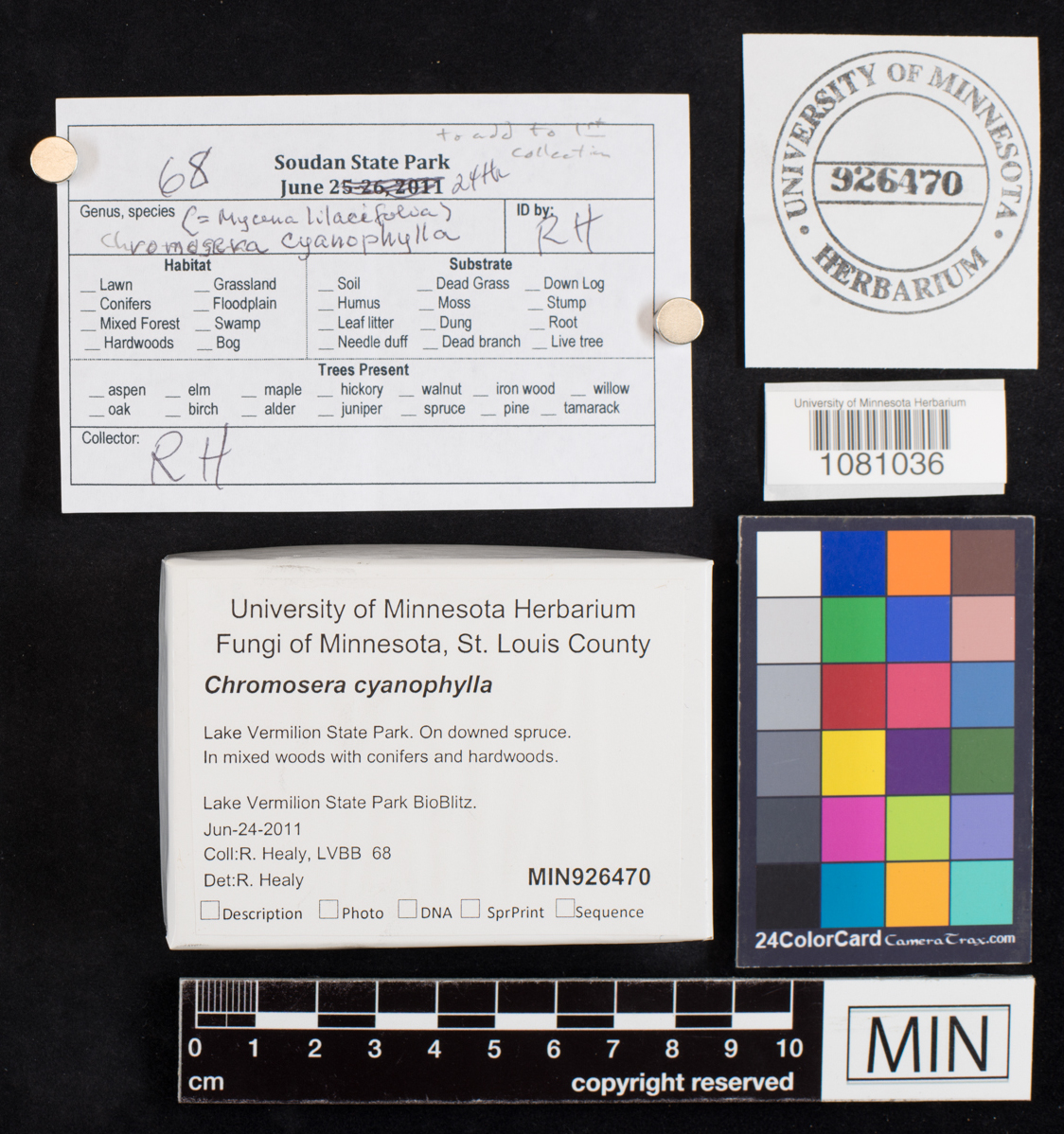Chromosera cyanophylla image