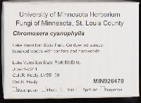 Chromosera cyanophylla image