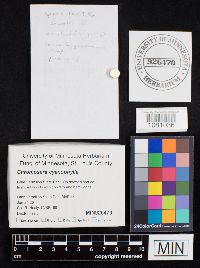 Chromosera cyanophylla image