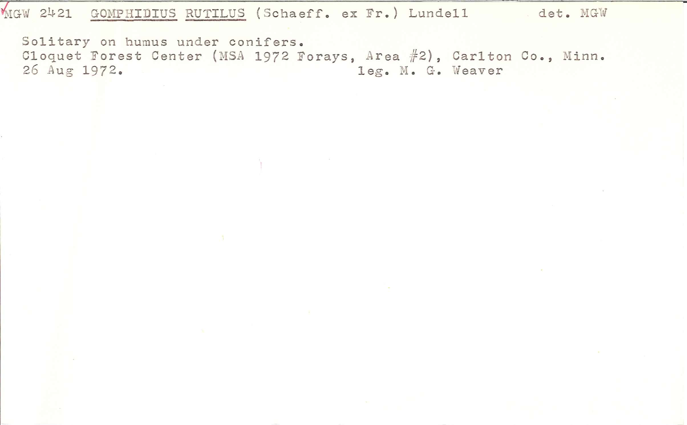 Chroogomphus ochraceus image