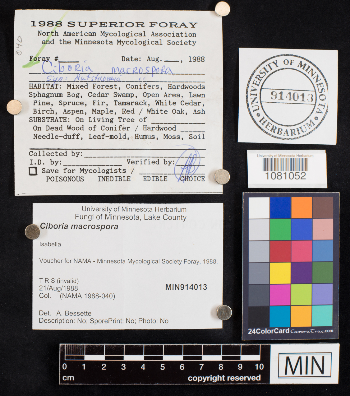 Ciboria macrospora image