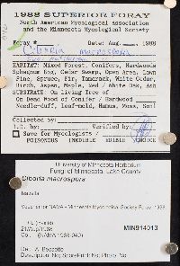 Ciboria macrospora image