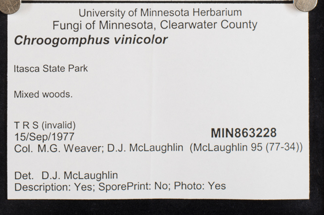 Chroogomphus vinicolor image