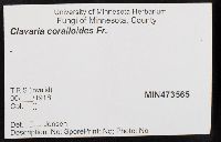 Clavulina coralloides image