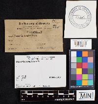 Clavulina coralloides image