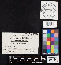 Clavulina coralloides image