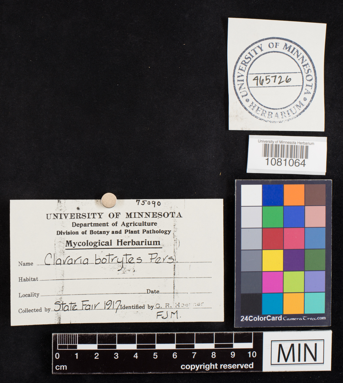 Ramaria botrytis image