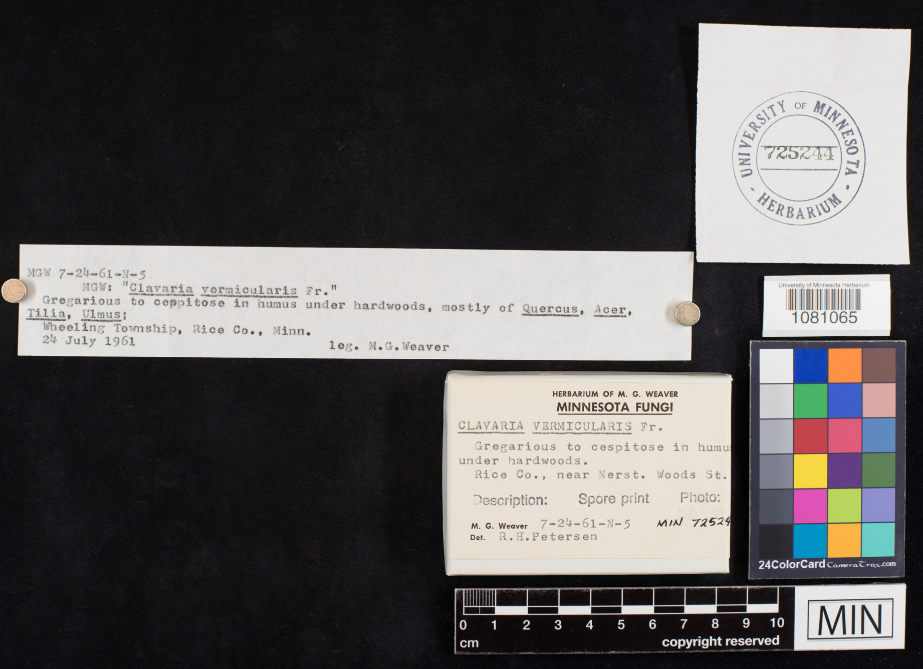 Clavaria fragilis image