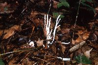 Clavaria fragilis image