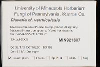 Clavaria fragilis image