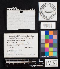 Clavaria fragilis image