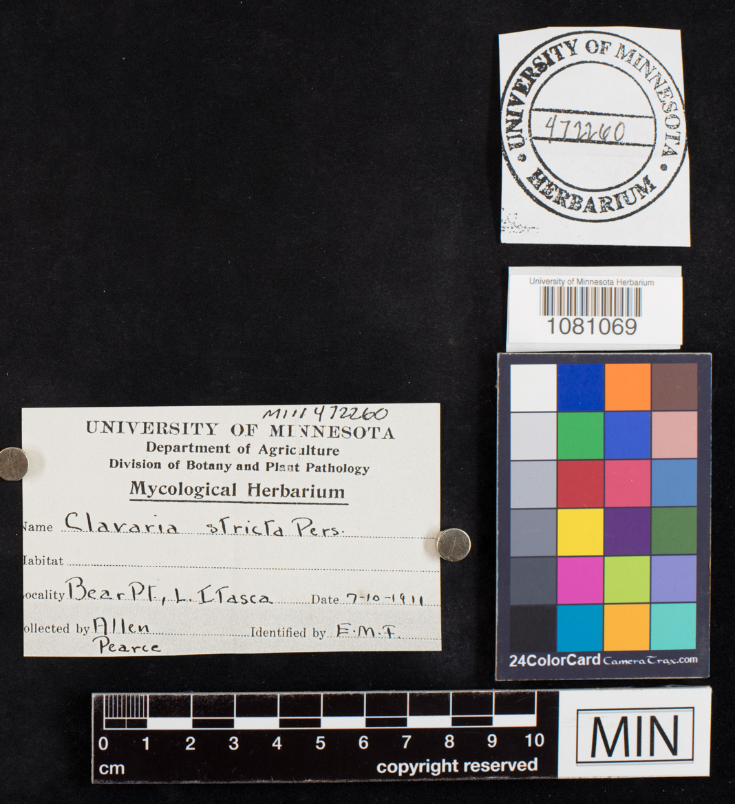 Clavaria stricta image