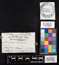 Media resource of Clavaria stricta