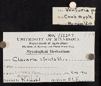 Clavaria stricta image