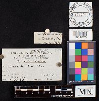 Clavaria stricta image