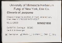 Alloclavaria purpurea image