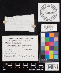 Alloclavaria purpurea image