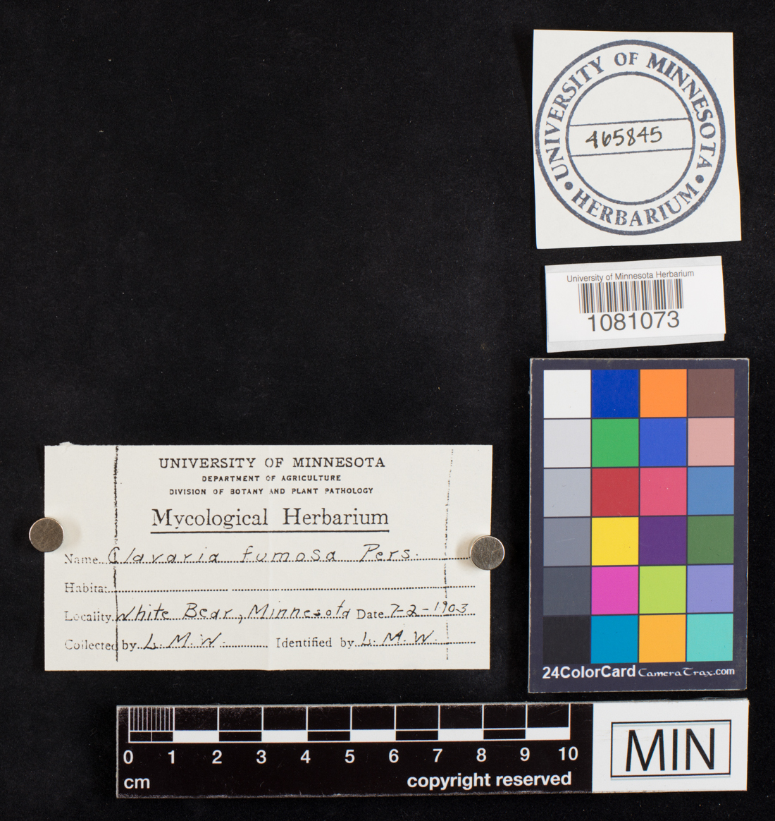 Clavaria fumosa image