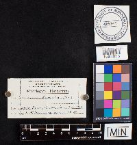 Media resource of Clavaria fumosa