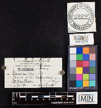 Clavulina coralloides image