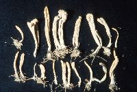 Clavariadelphus ligula image