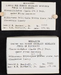 Clavariadelphus ligula image