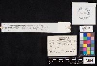 Clavariadelphus ligula image