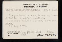 Clavariadelphus ligula image