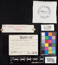 Clavariadelphus ligula image