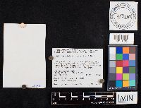 Clavariadelphus ligula image