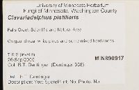 Clavariadelphus pistillaris image