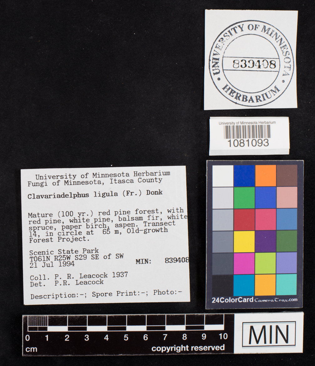 Clavariadelphus ligula image